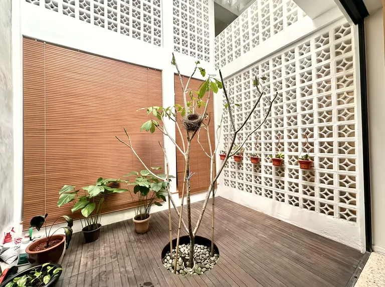 The air-well courtyard with a small twig nest set in the young frangipani’s fork.